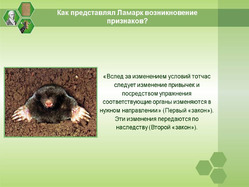 Как представлял Ламарк возникновение признаков? «Вслед за изменением условий тотчас следует изменение привычек и